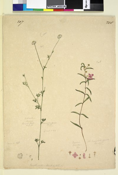 Page 207. Actinotus minor; 208. Boronia paradoxa by John William Lewin